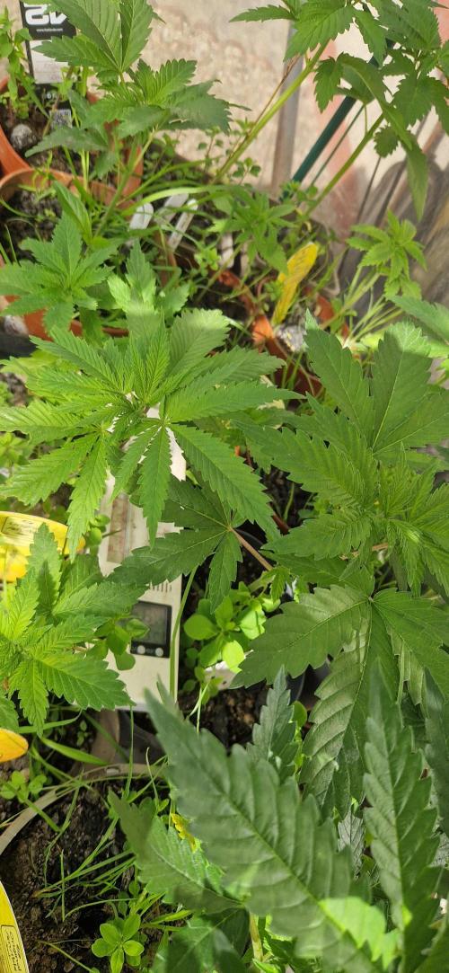 Sunset sherbert kannabia. Week 5