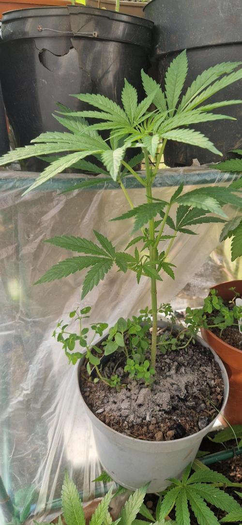 Pure skunk kannabia. Week 6