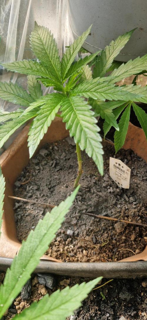 Pure skunk kannabia. Week 6