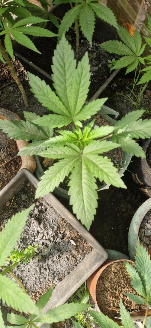 Melonade k. Week 7