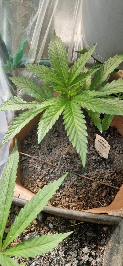 Melonade k. Week 7