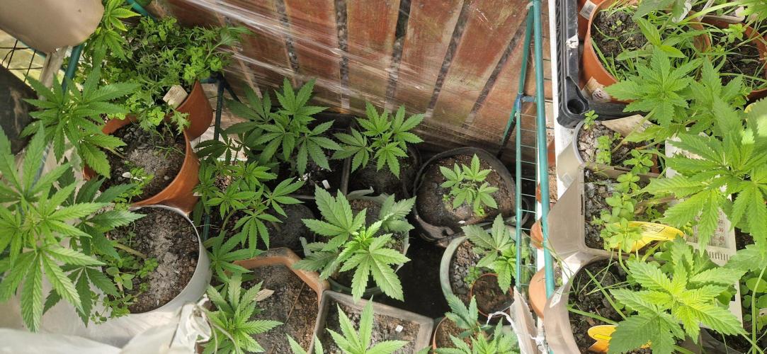 Original sensible seeds 2026. Week 6