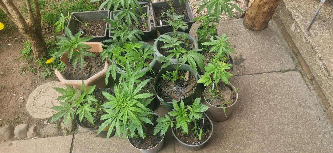 Candy cream  go fast kannabia. Week 5