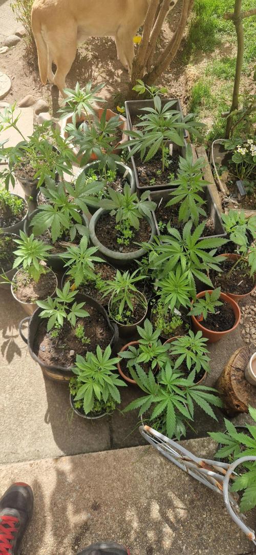 Mexican satvia. Week 6