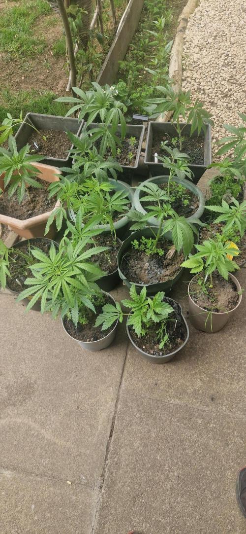 Mexican satvia. Week 6
