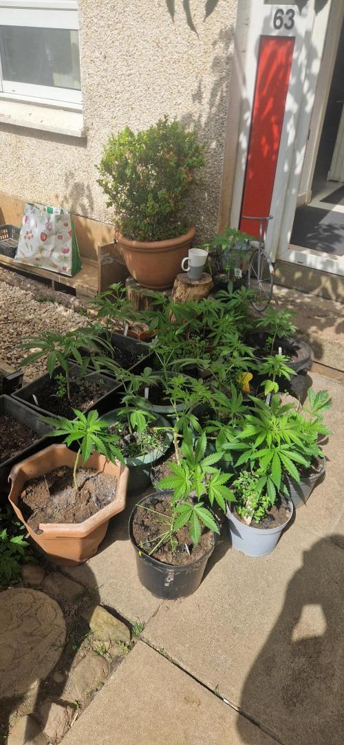 Sunset sherbert kannabia. Week 6