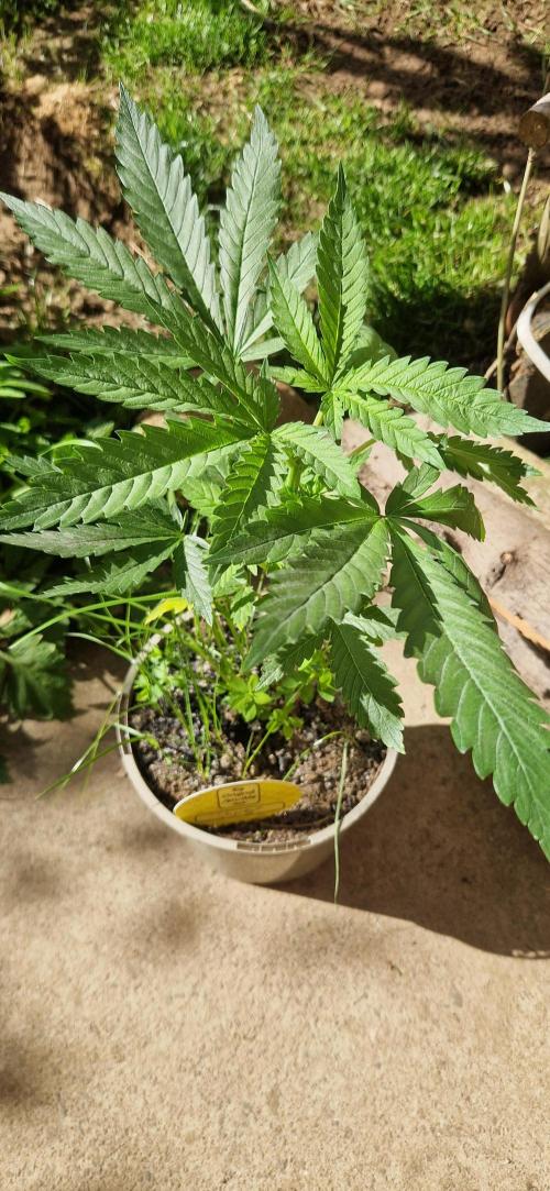 Candy cream  go fast kannabia. Week 6