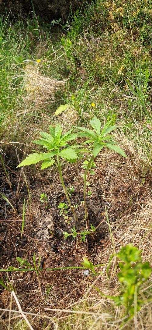 Melonade k. Week 8