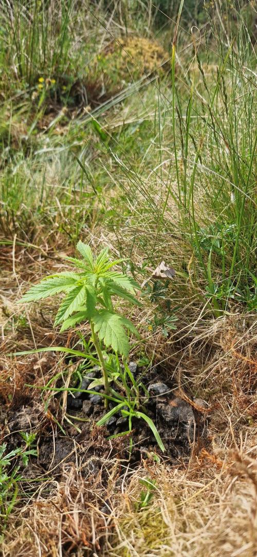 Melonade-K. Week 8