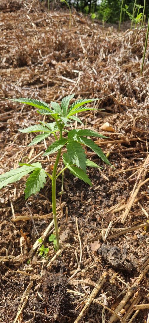 Pure skunk kannabia. Week 7