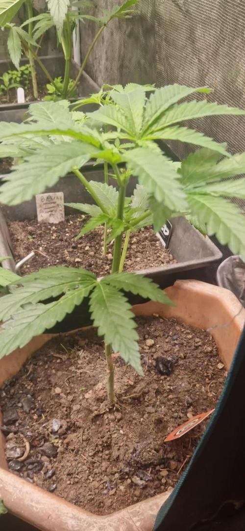 Original sensible seeds 2026