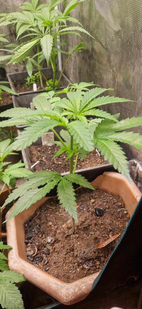 Original sensible seeds 2026. Week 8