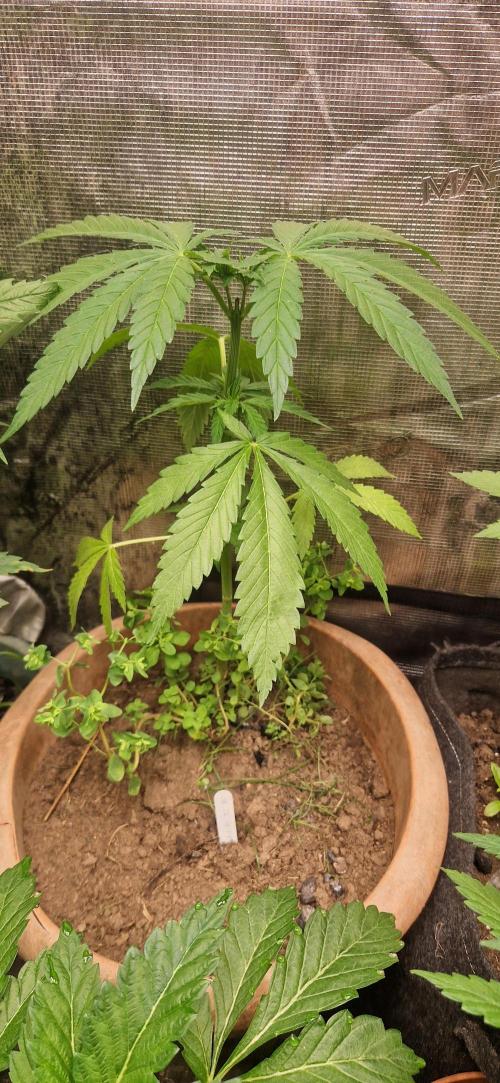Mexican satvia. Week 7