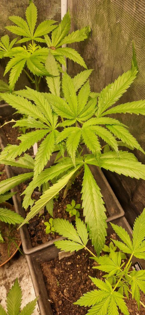 Candy cream  go fast kannabia. Week 7