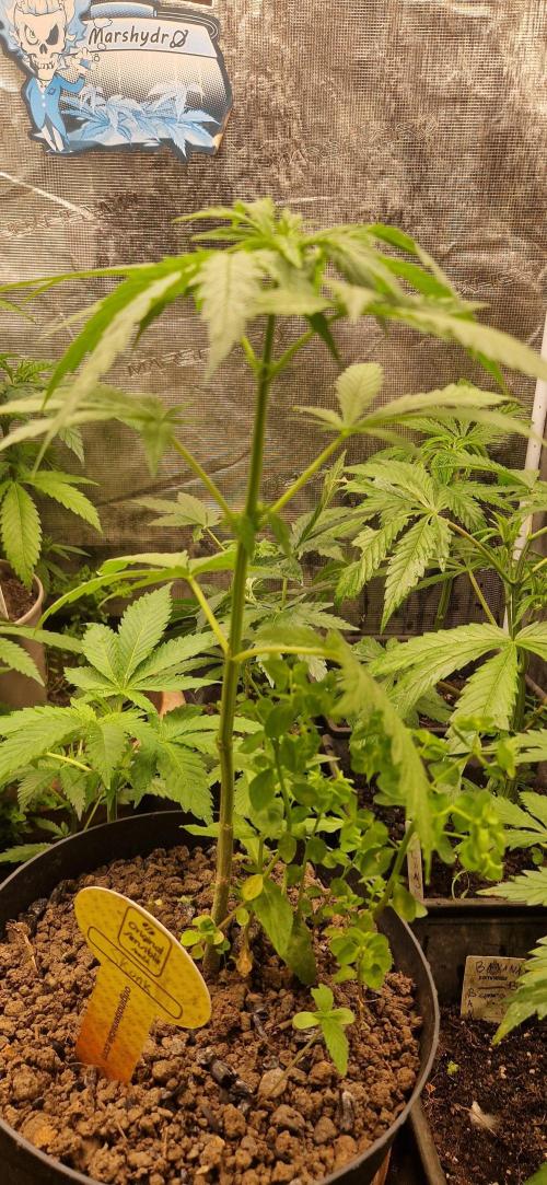 Zamnesia. Week 3