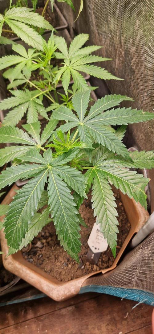 Zamnesia. Week 3