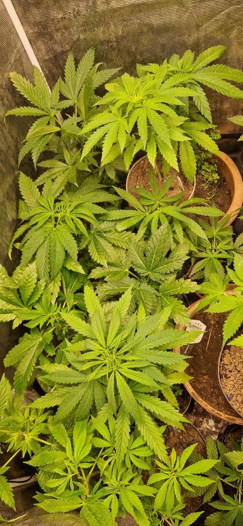 Original sensible seeds 2026. Week 9