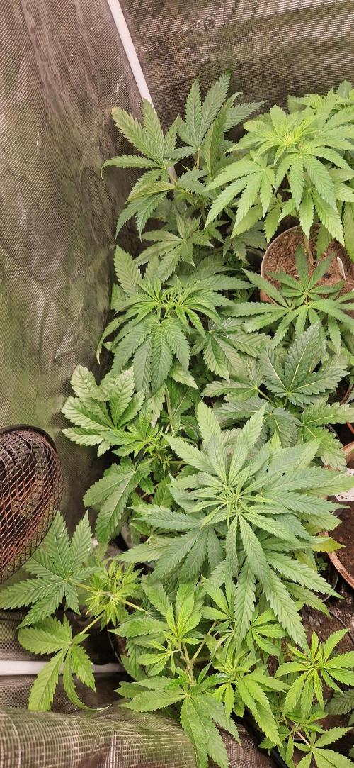 Original sensible seeds 2026. Week 9