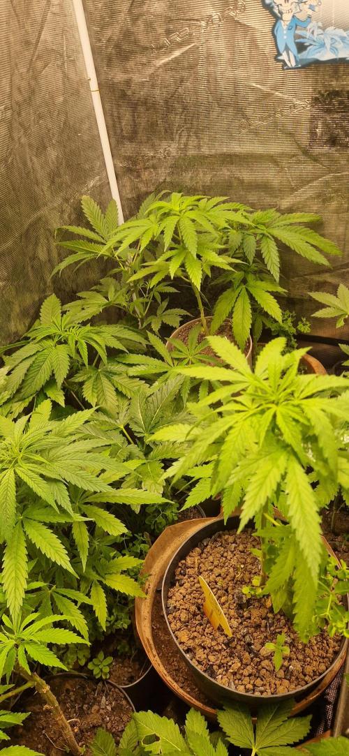 Original sensible seeds 2026. Week 9