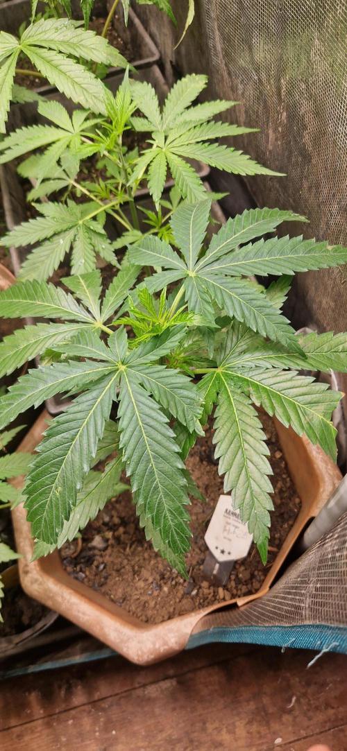 Original sensible seeds 2026. Week 9