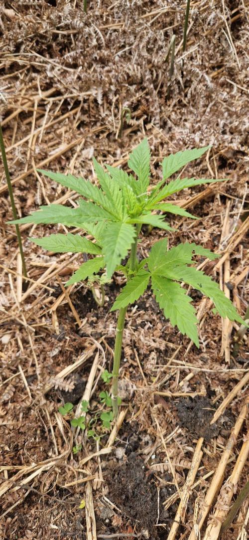 Melonade k. Week 9