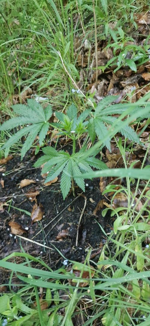Sunset Sherbet Go Fast. Week 8