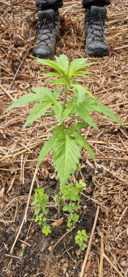 Pure skunk kannabia. Week 8