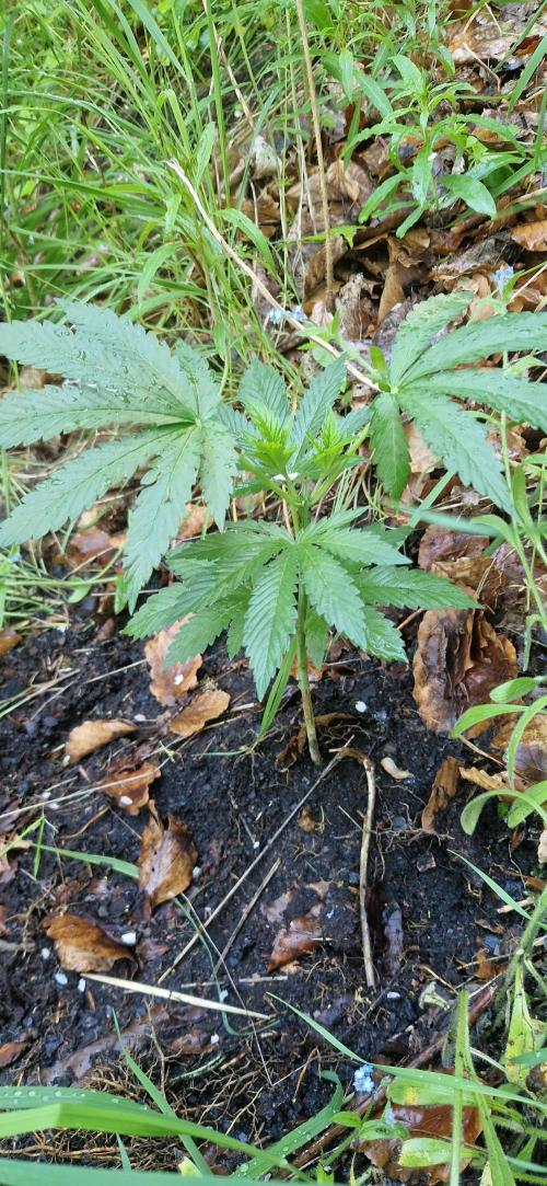 Pure Skunk Go Fast. Week 8