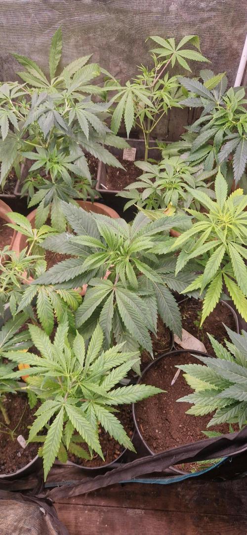 A-Haze go fast. Week 8