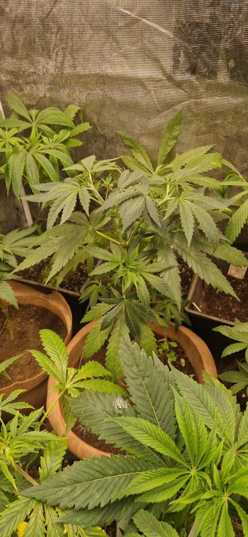 Candy cream  go fast kannabia. Week 8