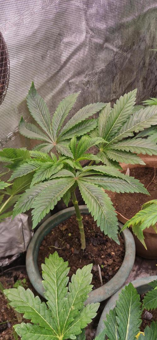 Original sensible seeds 2026. Week 10