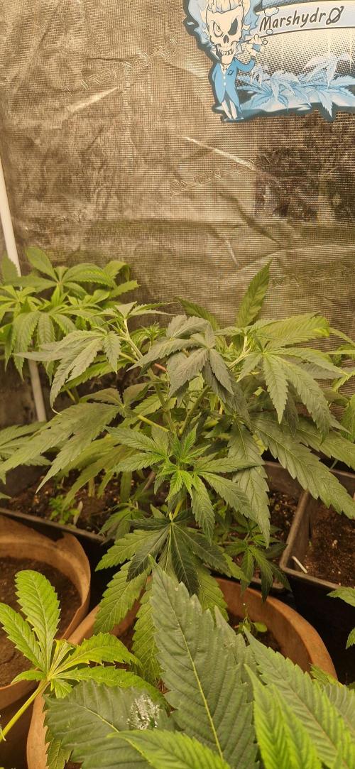 Original sensible seeds 2026. Week 10