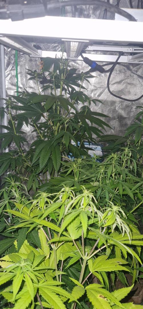 Original sensible seeds 2026. Week 12