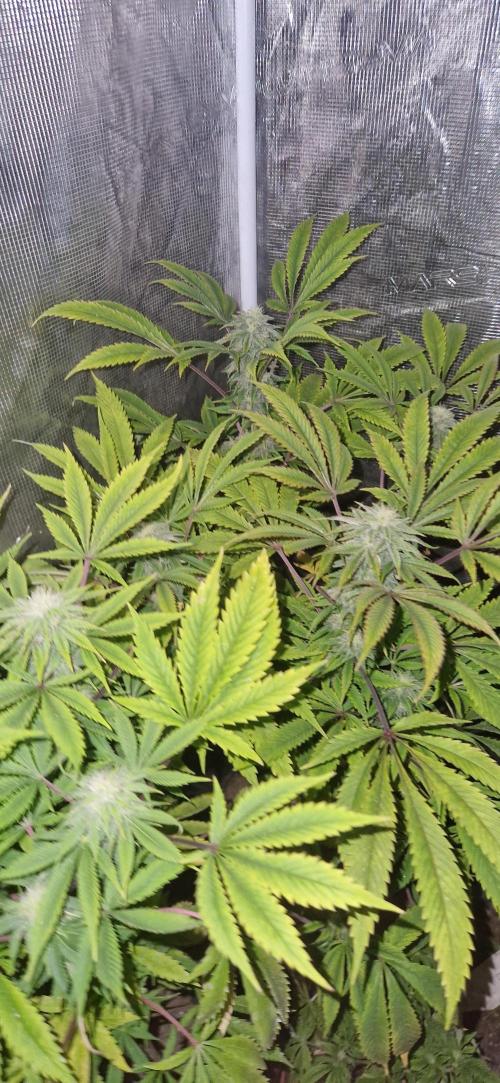 Candy cream  go fast kannabia. Week 9
