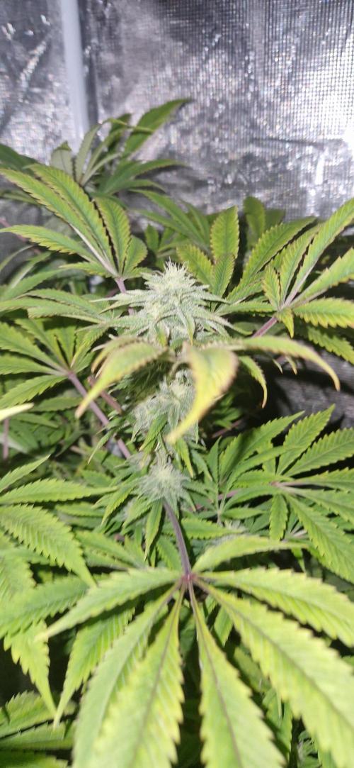 Candy cream  go fast kannabia. Week 9