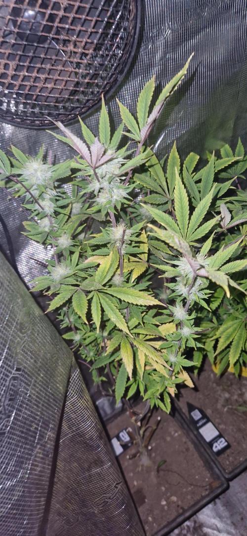 Candy cream  go fast kannabia. Week 9