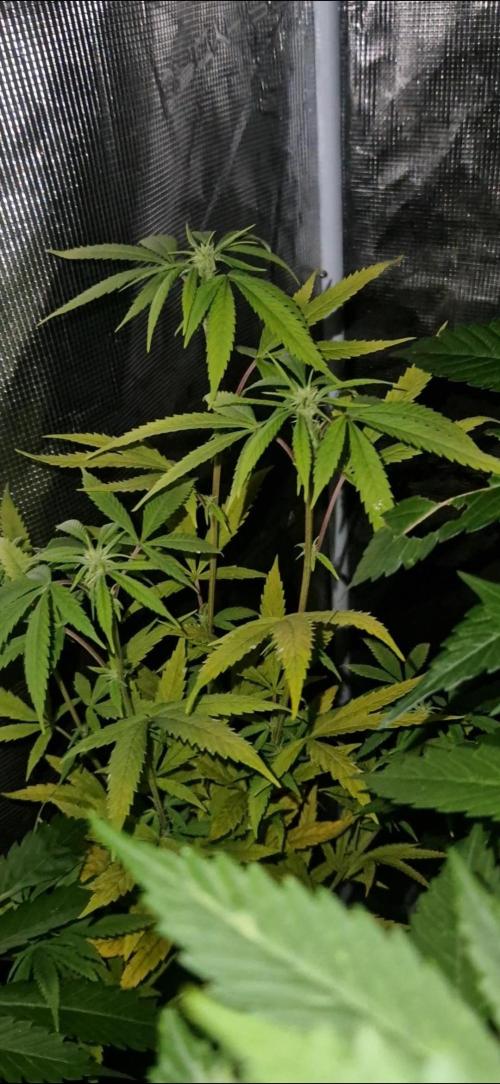 Mexican satvia. Week 10