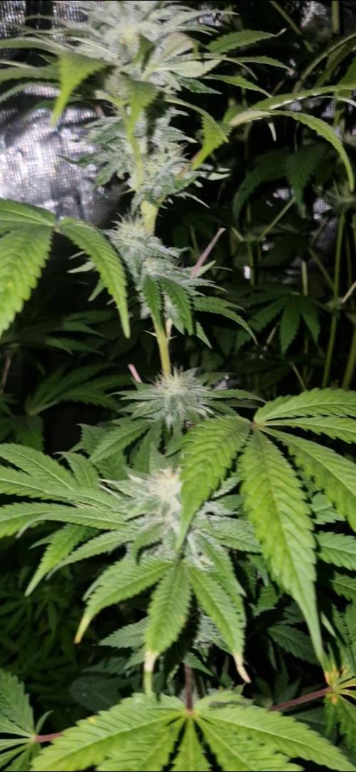 Candy cream  go fast kannabia. Week 10