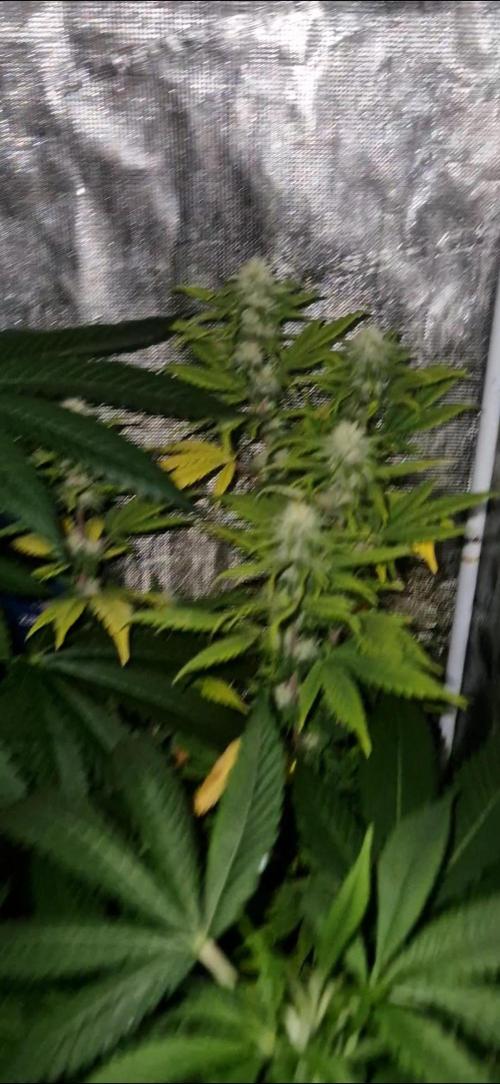 Candy cream  go fast kannabia. Week 10