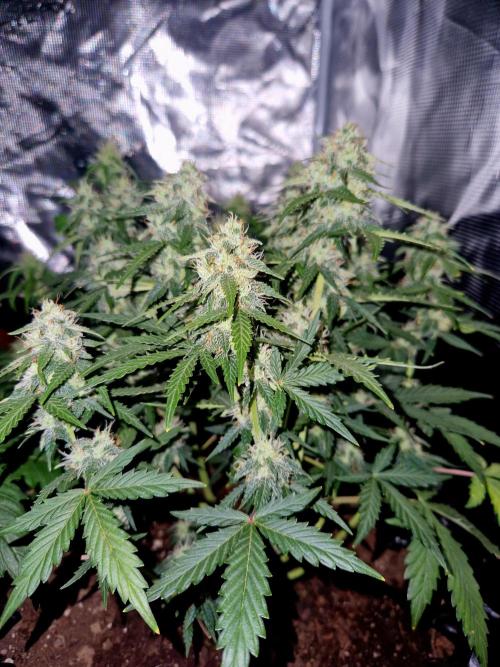 Candy cream  go fast kannabia. Week 10
