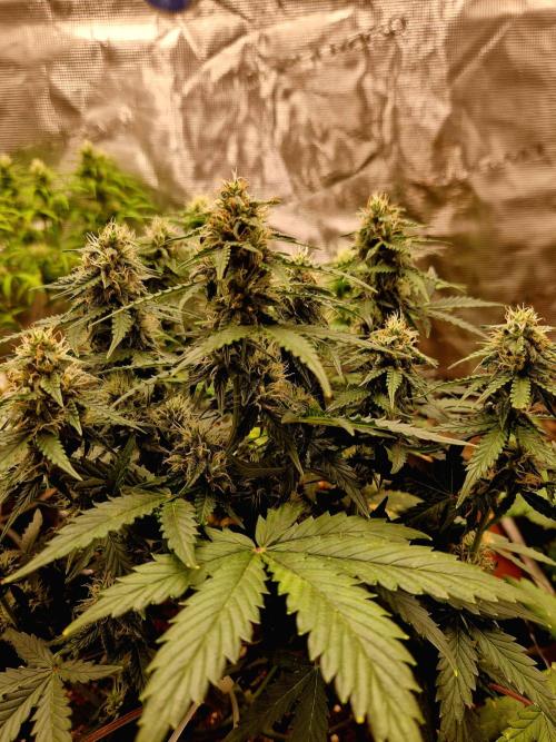 Candy cream  go fast kannabia. Week 10
