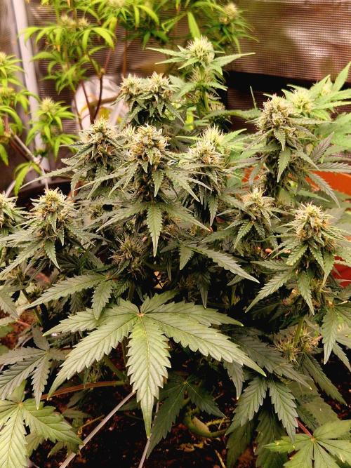 Candy cream  go fast kannabia. Week 10