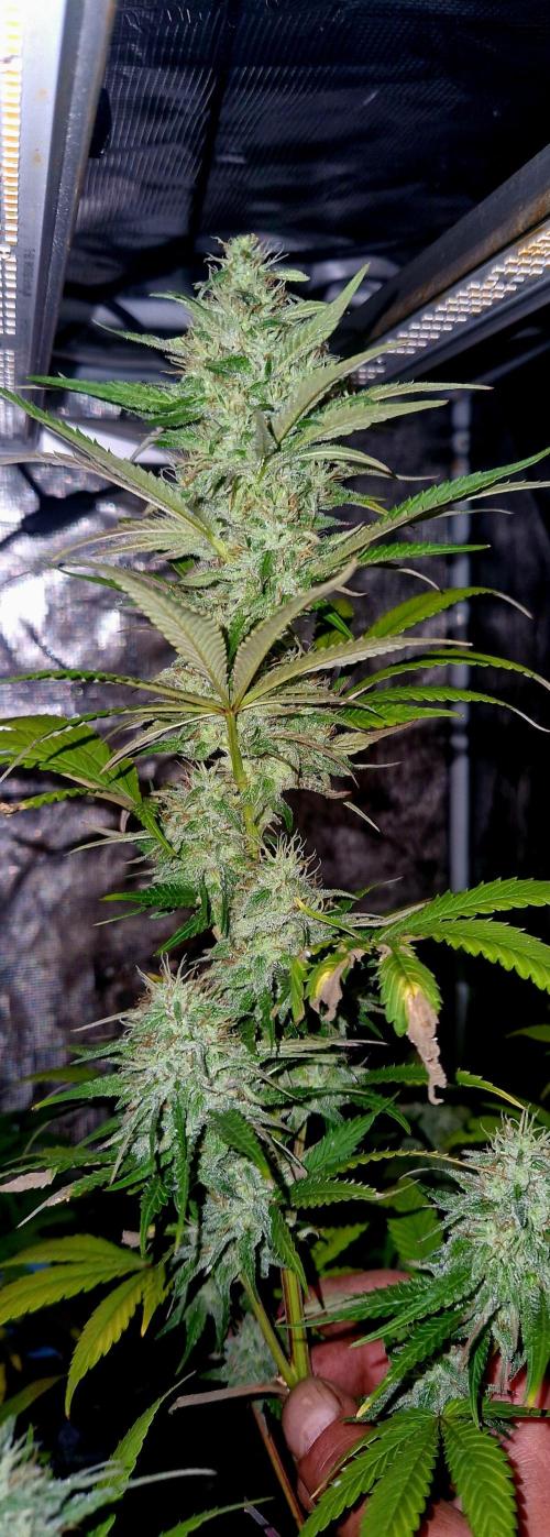 Candy cream  go fast kannabia. Week 11