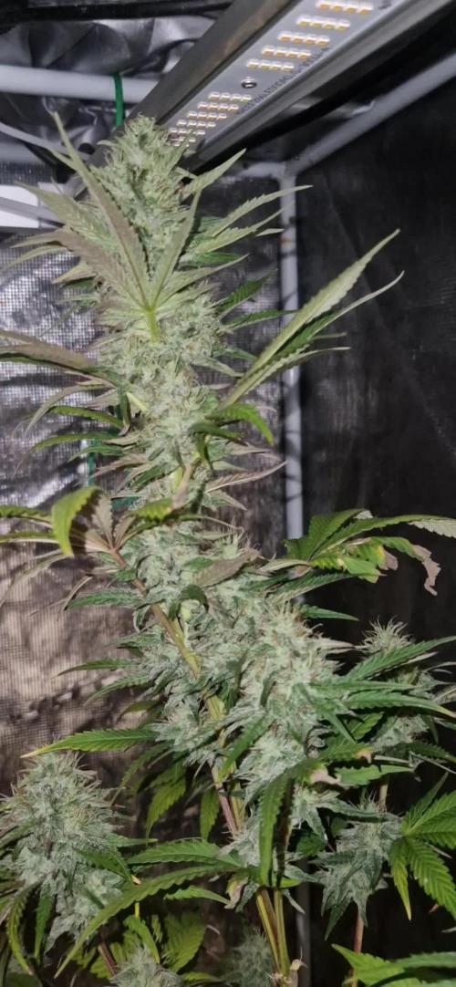 Candy cream  go fast kannabia