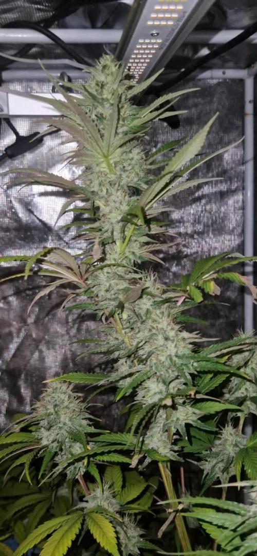 A-Haze go fast