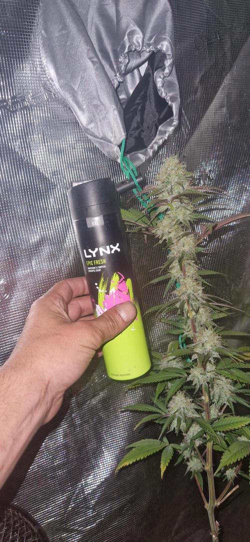 A-Haze go fast. Week 11