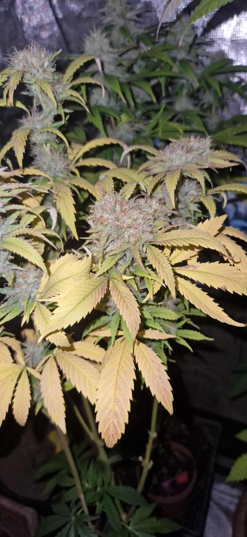 Mexican satvia. Week 12