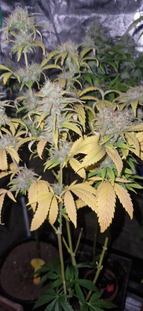 Mexican satvia. Week 12