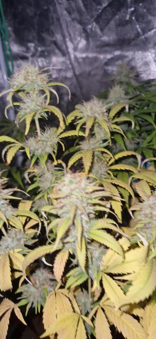 Mexican satvia. Week 12