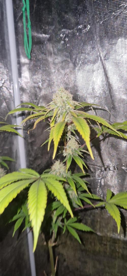 Mexican satvia. Week 12
